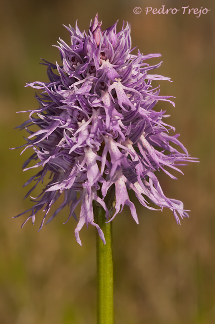 Orchis italica